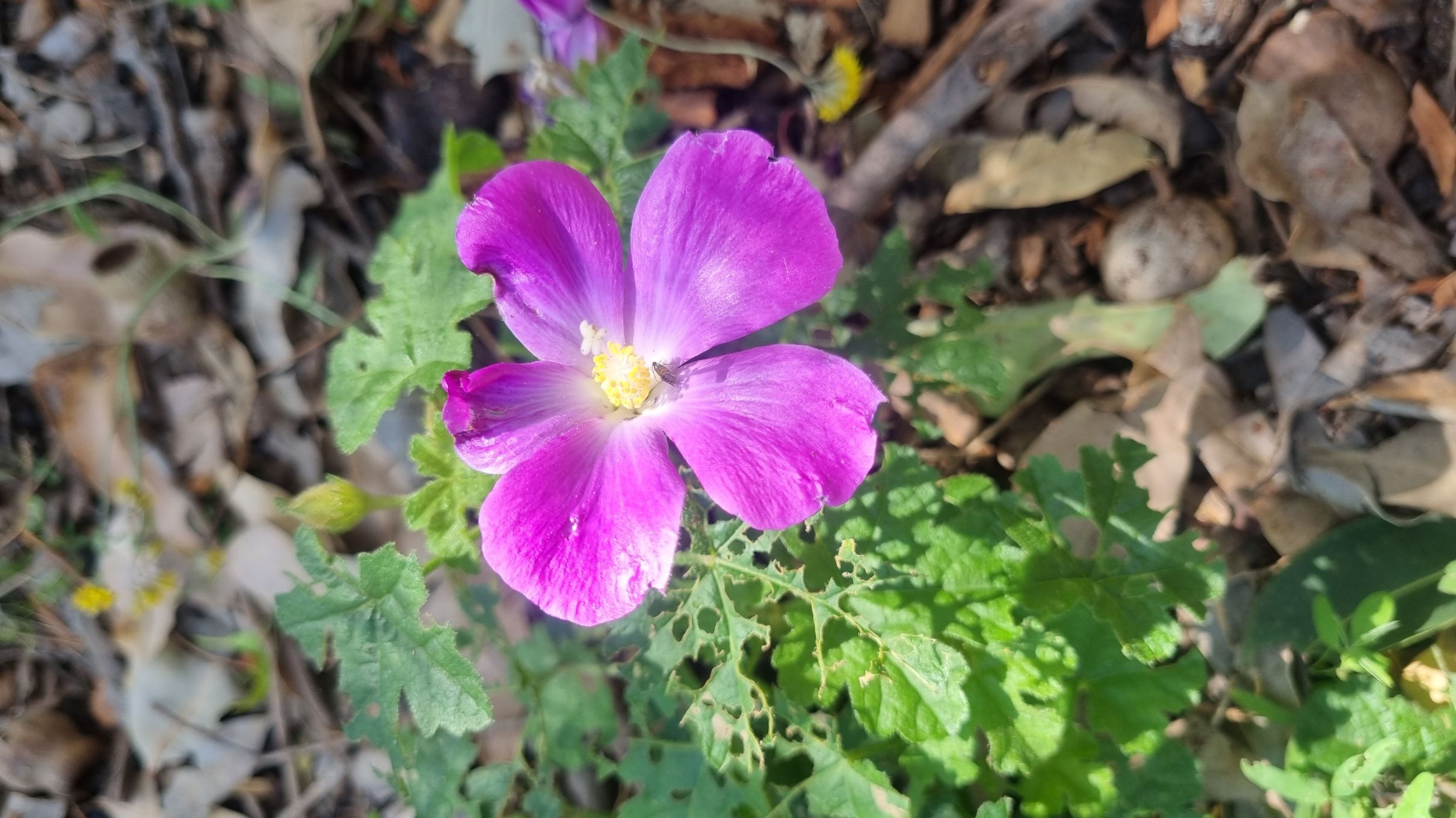 pinoniana